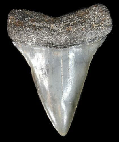 Fossil Mako Shark Tooth - Georgia #39276